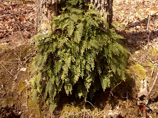 {Pleopeltis michauxiana}